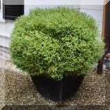 L07. Pair of square planters. 20”h 